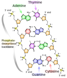 DNA structure showing phosphate-deoxyribose backbone and base-pairing of nucleotides